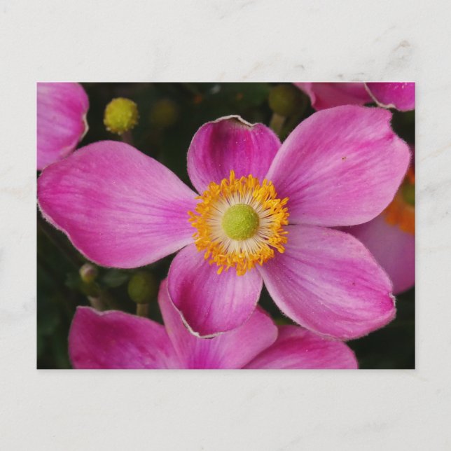 Postal de flor anémica rosa (Anverso)