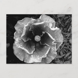 Postal de flor B/W