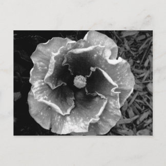 Postal de flor B/W