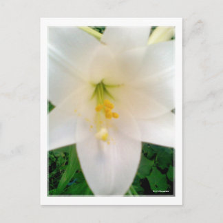 Postal de flor blanca