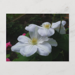 Postal de flor blanca Clematis