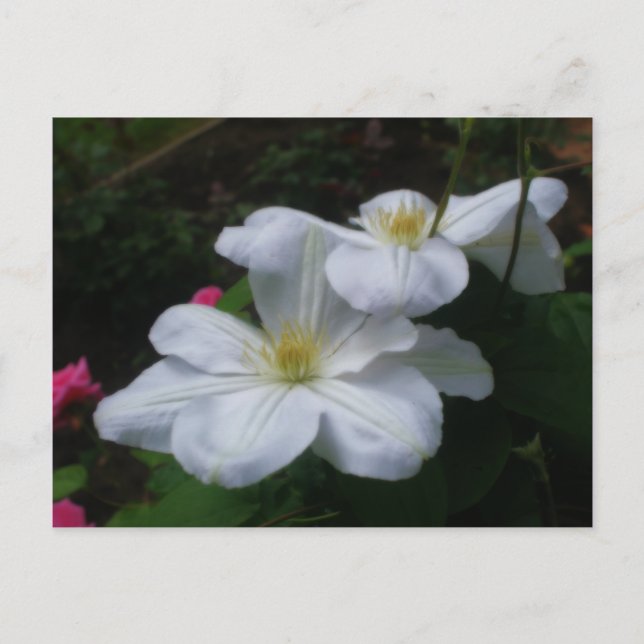 Postal de flor blanca Clematis (Anverso)