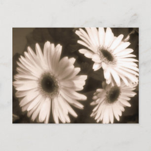 postal de flor blanca negra