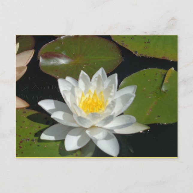 Postal de flor blanca y amarilla (Anverso)