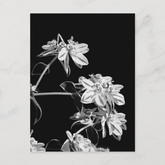 postal de flor blanca y negra