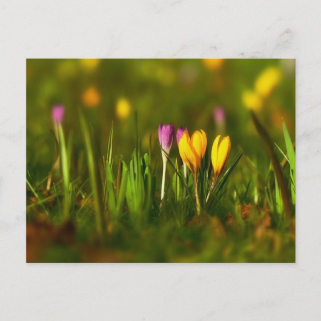 Postal de flor crocus amarillo rosa (Anverso)