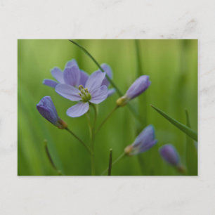 Postal de flor cucú