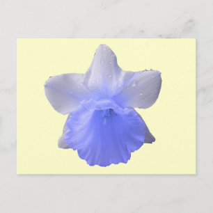 Postal de Flor Daffodil de goteo azul