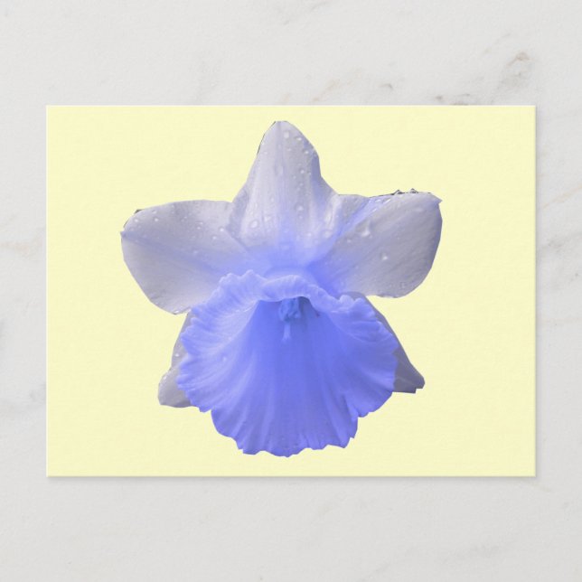 Postal de Flor Daffodil de goteo azul (Anverso)