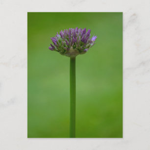 Postal de flor de Allium púrpura