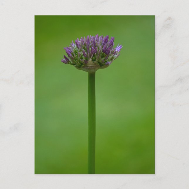 Postal de flor de Allium púrpura (Anverso)