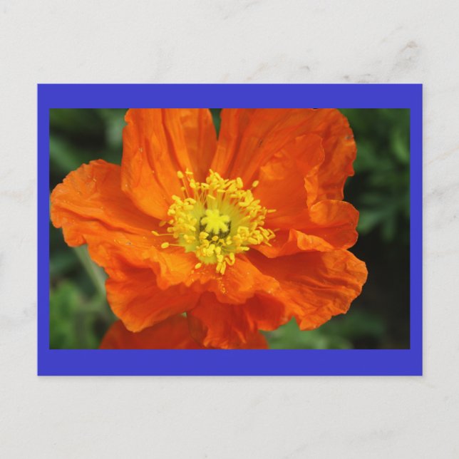 Postal de flor de amapola naranja (Anverso)