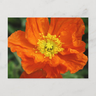 Postal de flor de amapola naranja