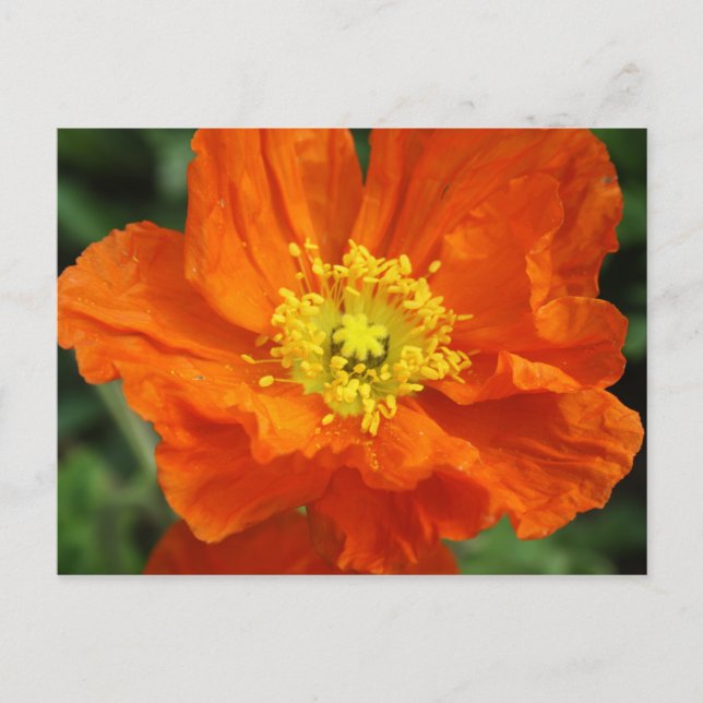 Postal de flor de amapola naranja (Anverso)