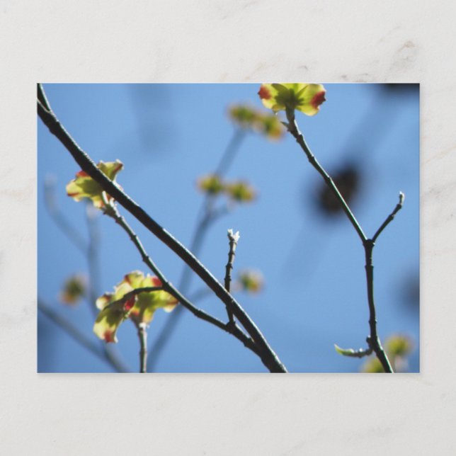Postal de flor de árbol (Anverso)