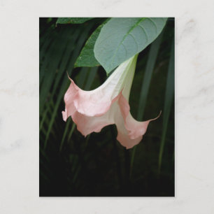 postal de flor de árbol