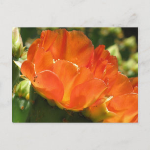 Postal de flor de cactus