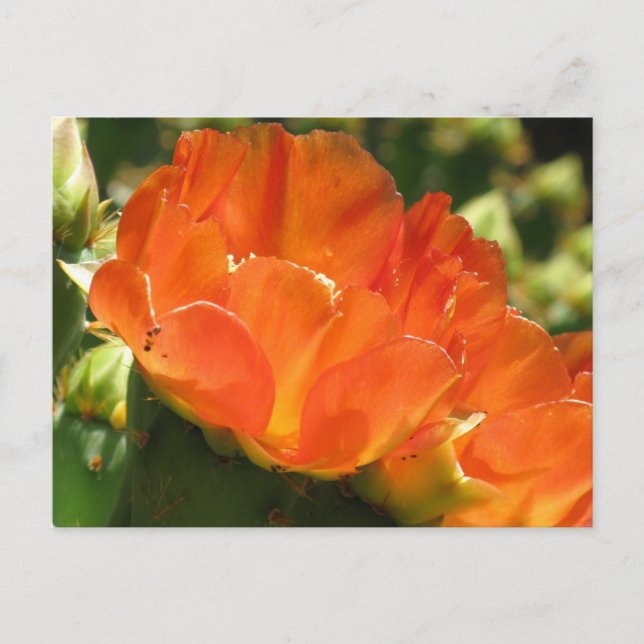 Postal de flor de cactus (Anverso)