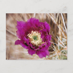 Postal de flor de cactus