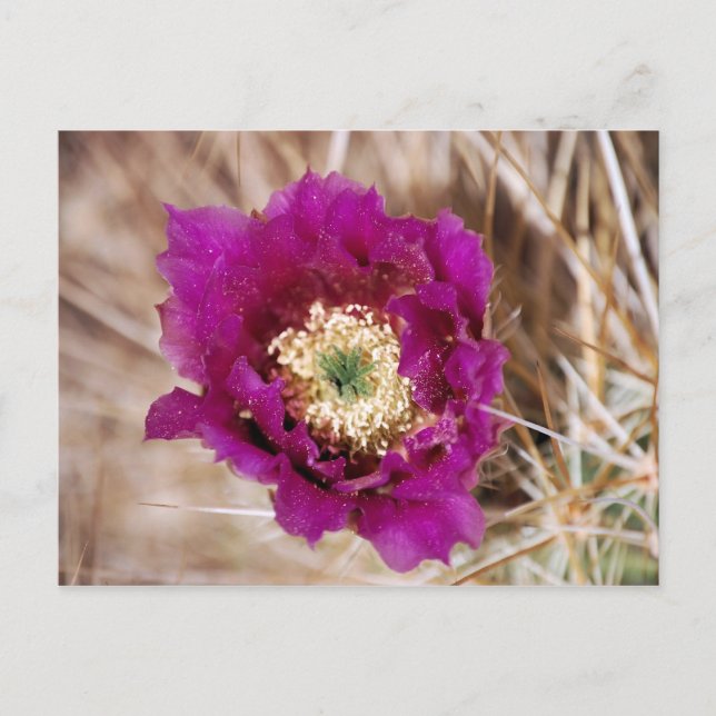 Postal de flor de cactus (Anverso)
