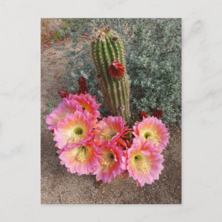 Postal de flor de cactus
