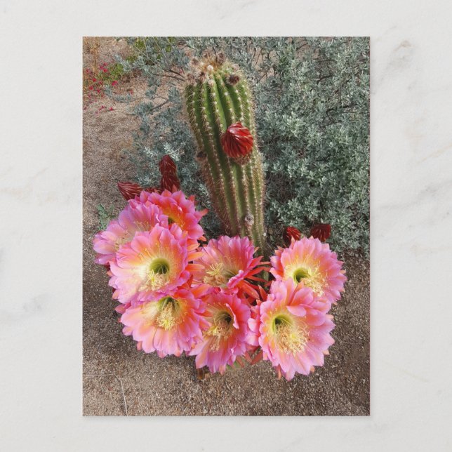 Postal de flor de cactus (Anverso)