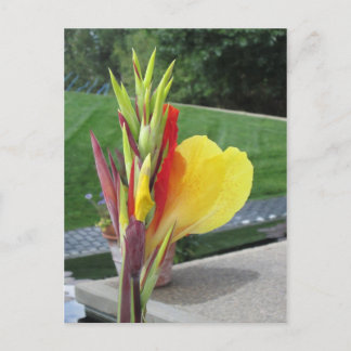 Postal de flor de Cannas multicolor