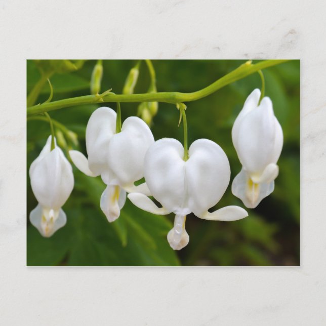 Postal de flor de corazón sangrado blanco (Anverso)