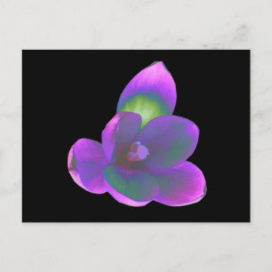 Postal de flor de croco de belleza mística