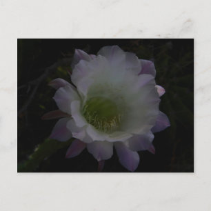 postal de flor de flor de cereal de noche púrpura