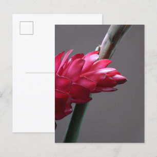 Postal de flor de jengibre rojo