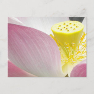 Postal de flor de Lotus