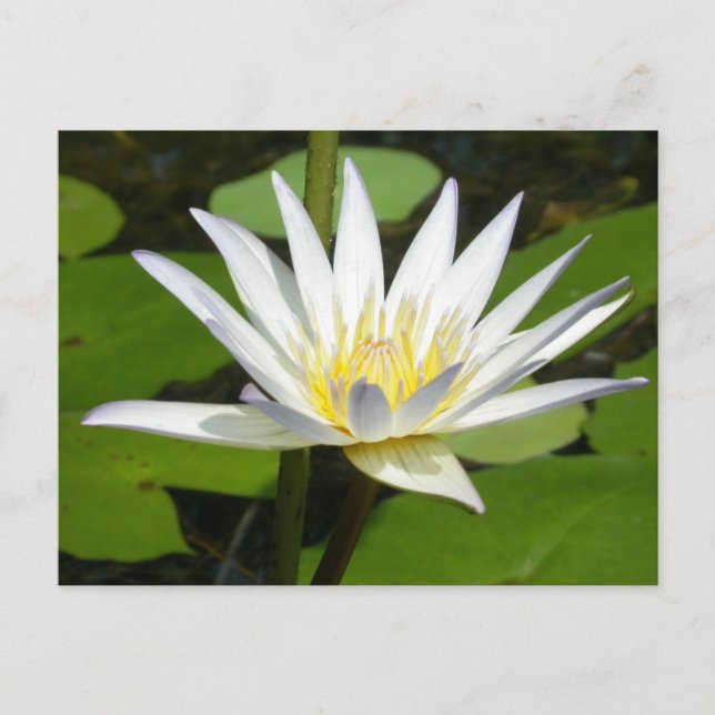 Postal de flor de Lotus blanco (Anverso)