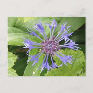 Postal de flor de maíz azul