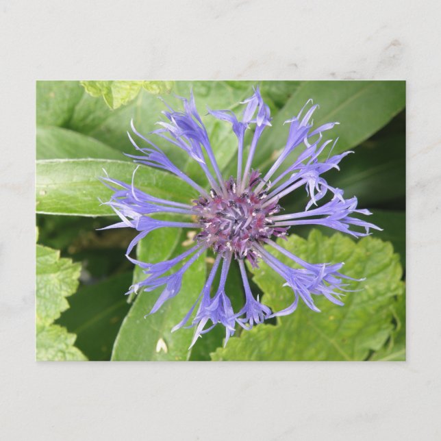 Postal de flor de maíz azul (Anverso)