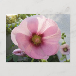 Postal de Flor de Malva Real Rosa Brillante