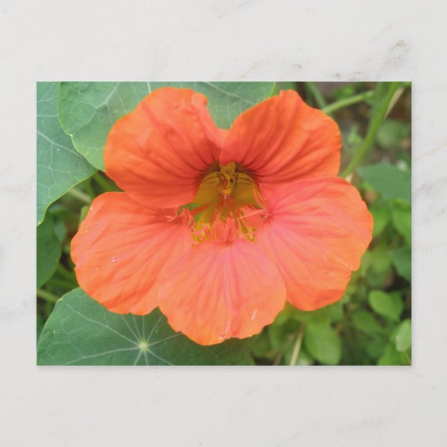 Postal de flor de Nasturtium naranja (Anverso)