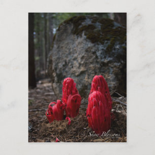 Postal de flor de nieve