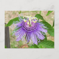 Postal de flor de pasión