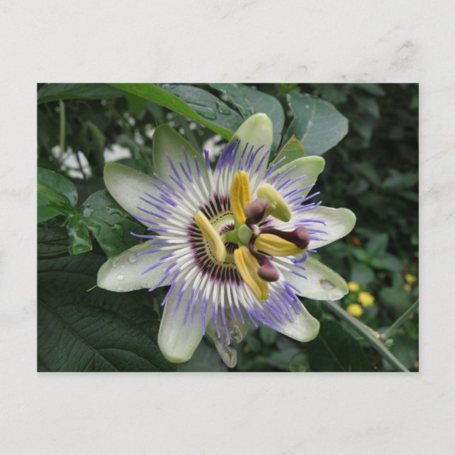 Postal de flor de pasión (Anverso)