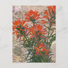 Postal de flor de pincel rojo