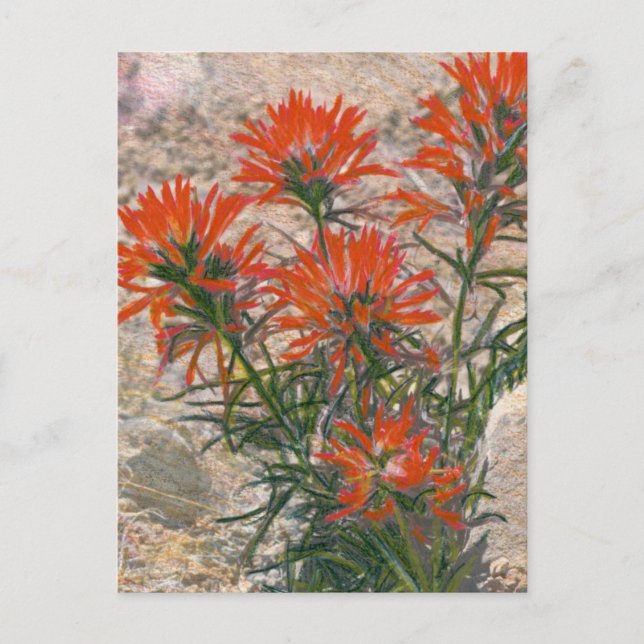 Postal de flor de pincel rojo (Anverso)