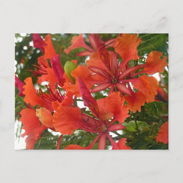 Postal de flor de Poinciana Real (Anverso)