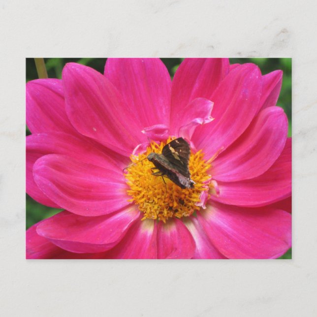 Postal de flor de primavera (Anverso)