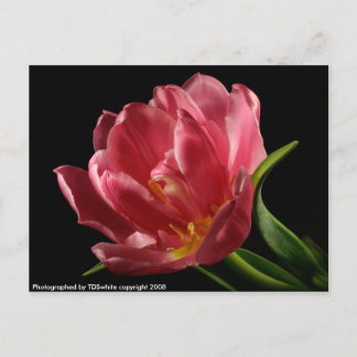 Postal de flor de primavera con doble tulipán flor