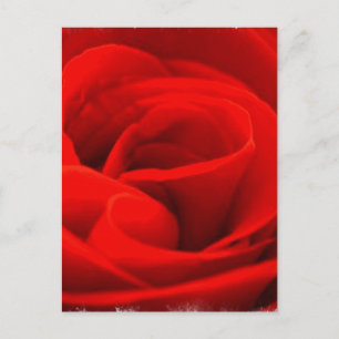 Postal de flor de Rosa