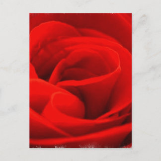 Postal de flor de Rosa