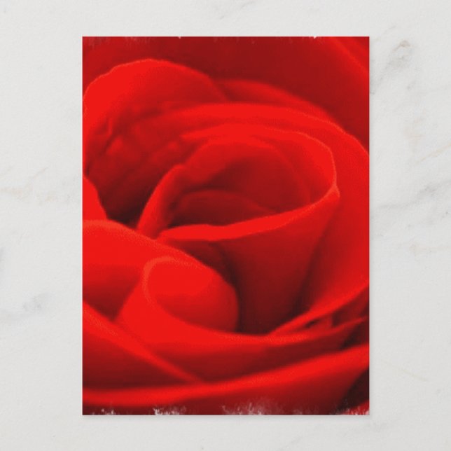 Postal de flor de Rosa (Anverso)