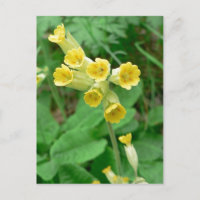 postal de flor de vaca
