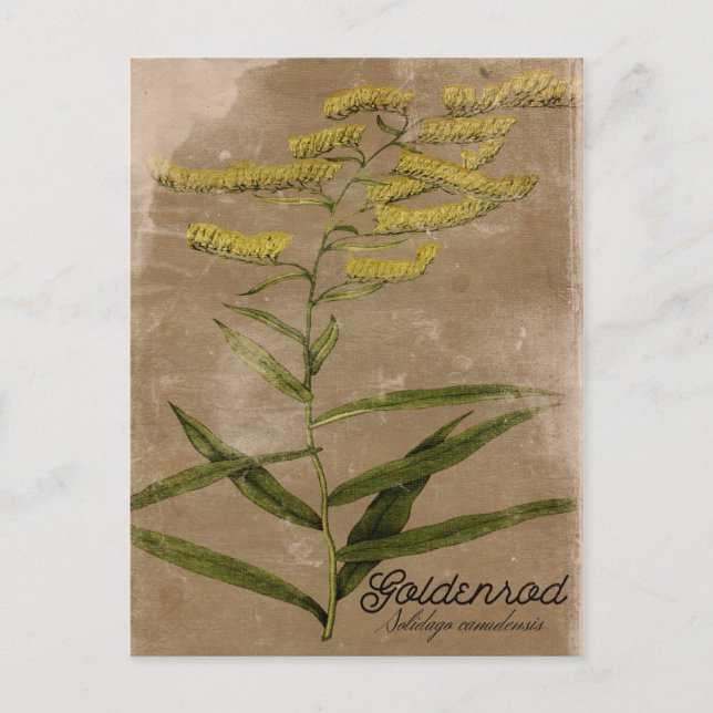 Postal de flor de vintage Goldenrod (Anverso)